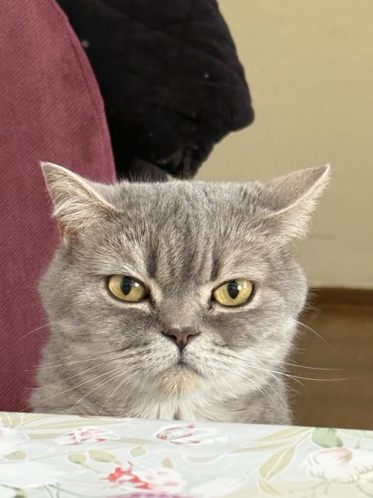 Отдам кошку в добрые руки, 2 года