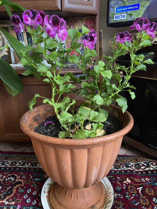 Королевская герань