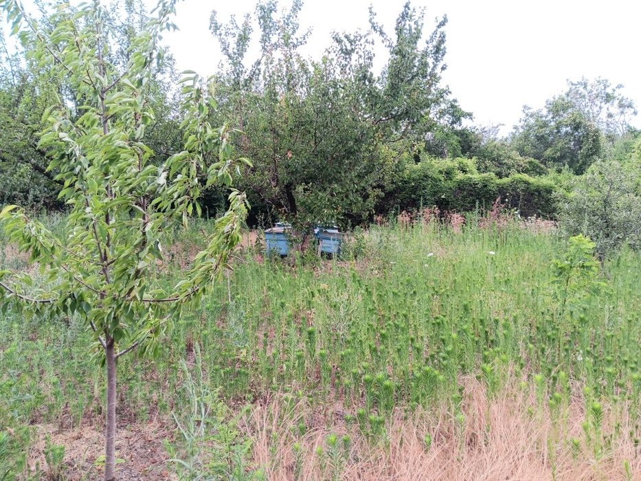 Продава се Парцел в с. Пелишат, Област Плевен - 1500 кв.м за 7 €/кв.м - Снимка #10