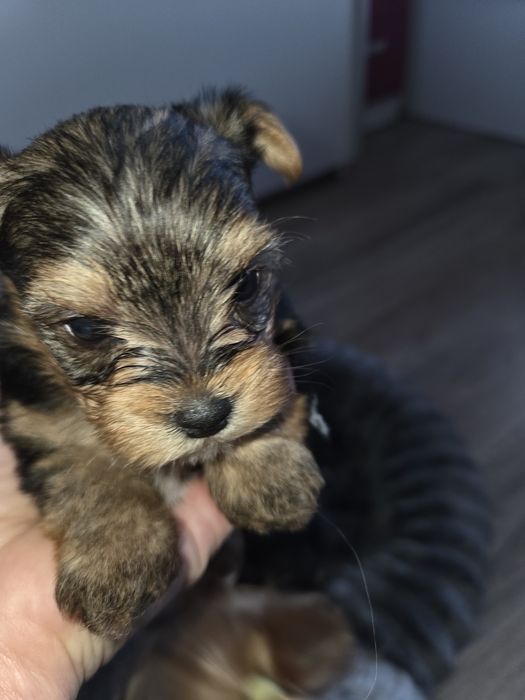 Мини Йорки момчета