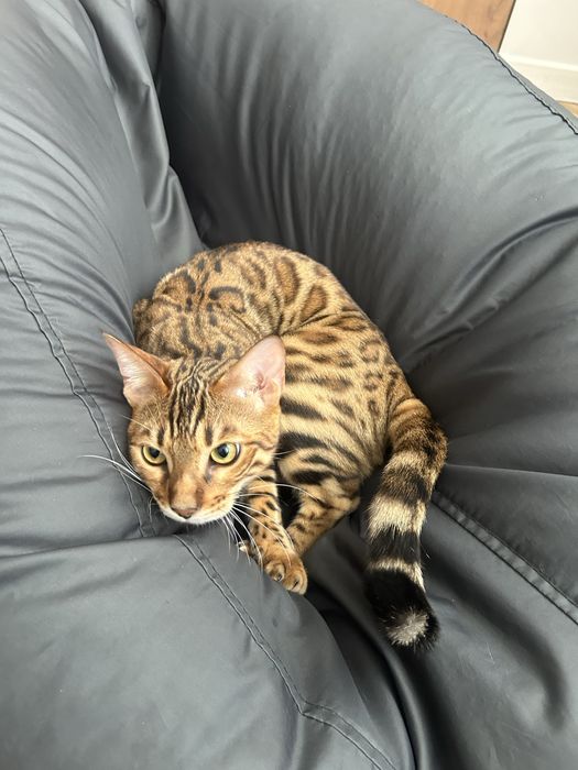 Кот породы бенгал