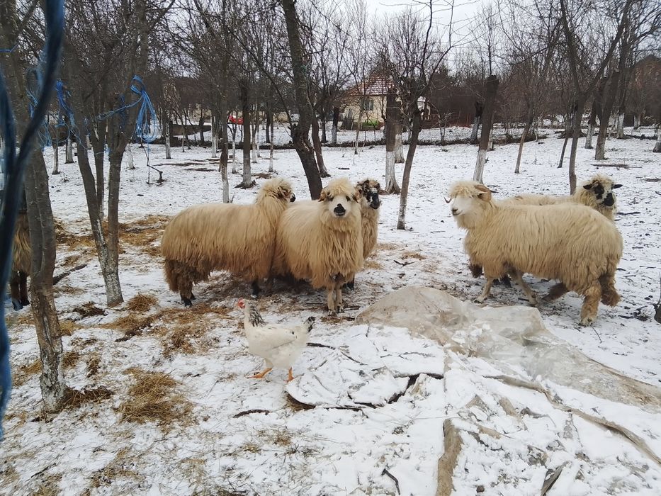 Vind 8 oi, 4 mame și 4 mioare de la ele