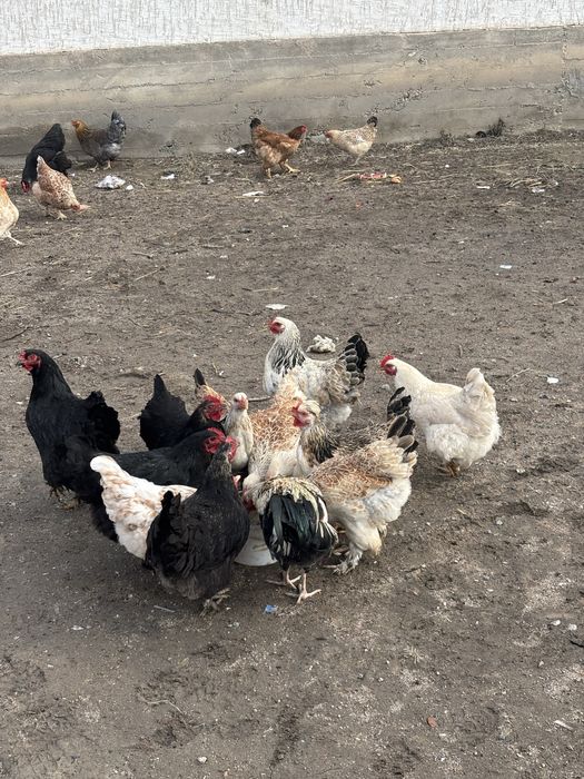 Продам домашних курей