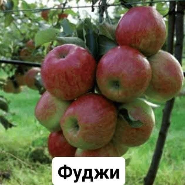 Овощни дръвчета-перфектно качество