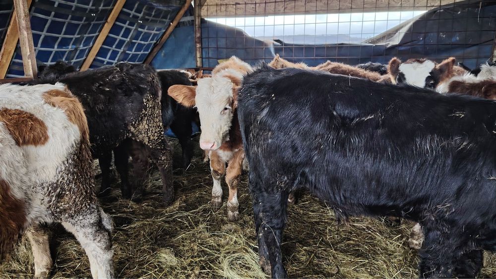 Vand vitei si vitele baltata romaneasca