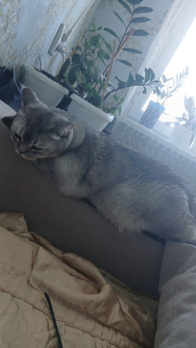Отдам взрослого кота мальчика