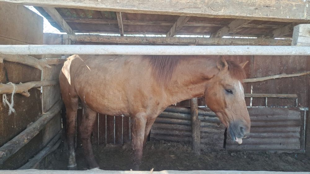 Ат сатамын/ Продам лошадь