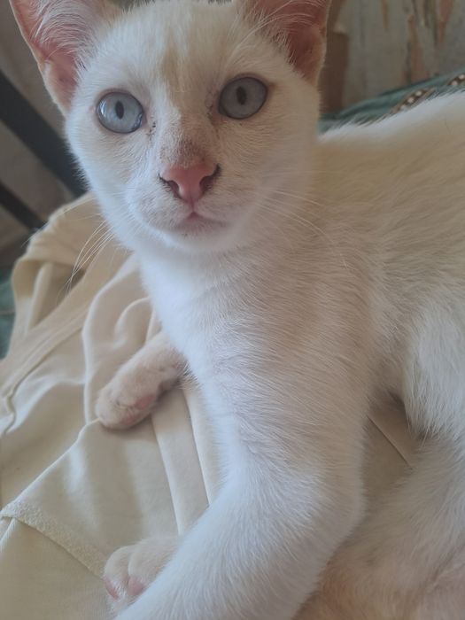 Отдам котят сиамский