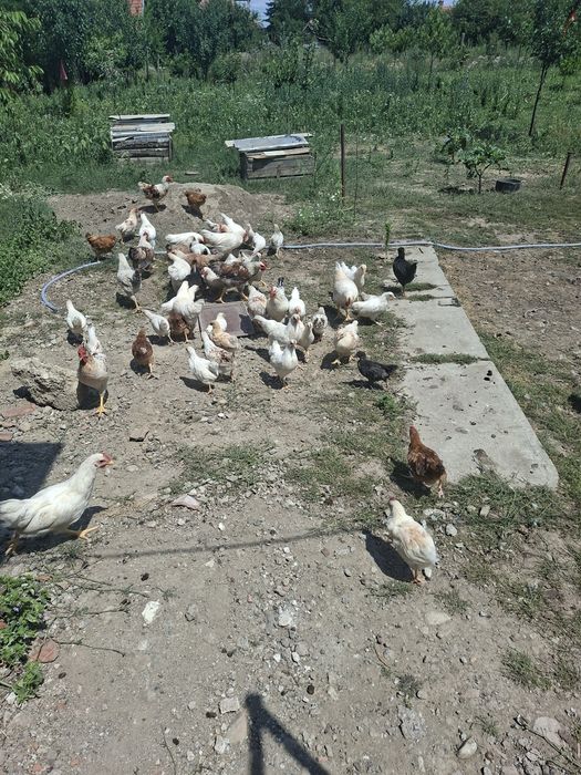Vand un lot de 50 de pui taranesti (tineret)