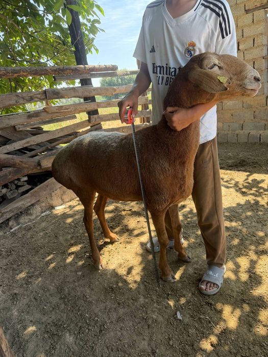 Arashan  qoy sotiladi