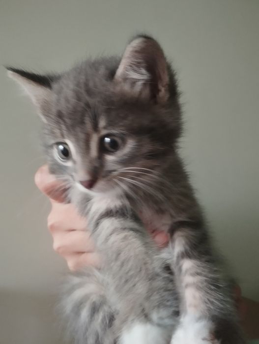 Отдам бесплатно котят