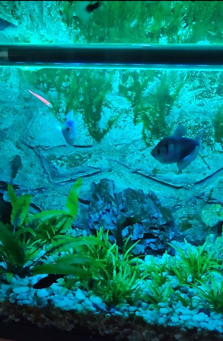 Аквариум на 40 литров