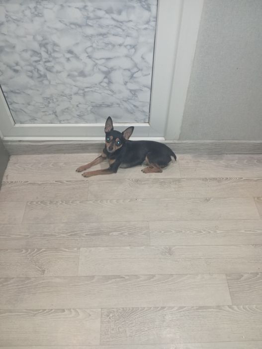 Русский той терьер