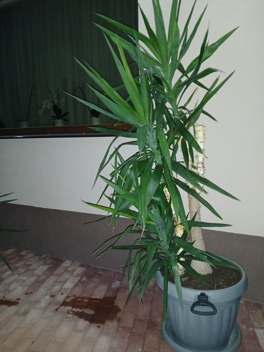 Yucca elephantipes