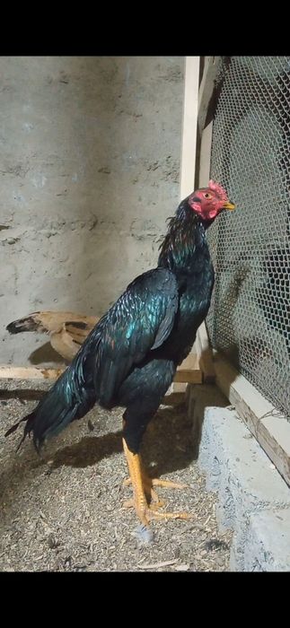 Juja sotiladi toza narsa