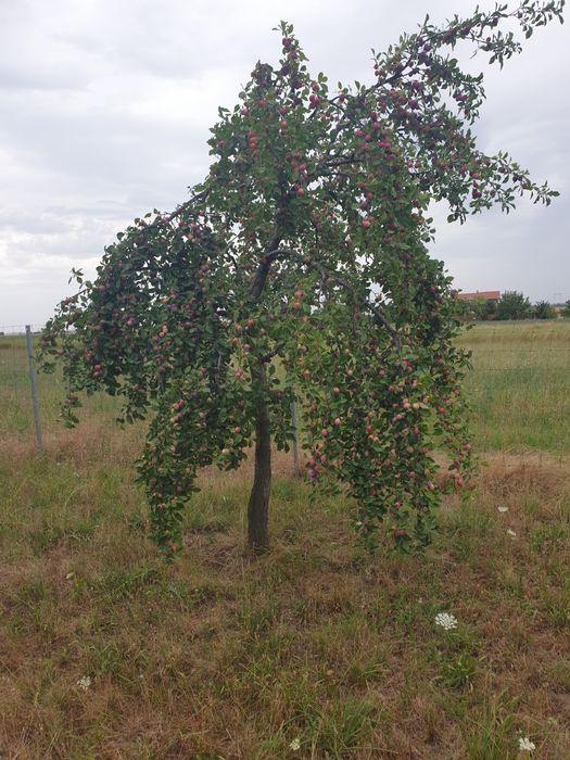 Vând livadă de pomi fructiferi