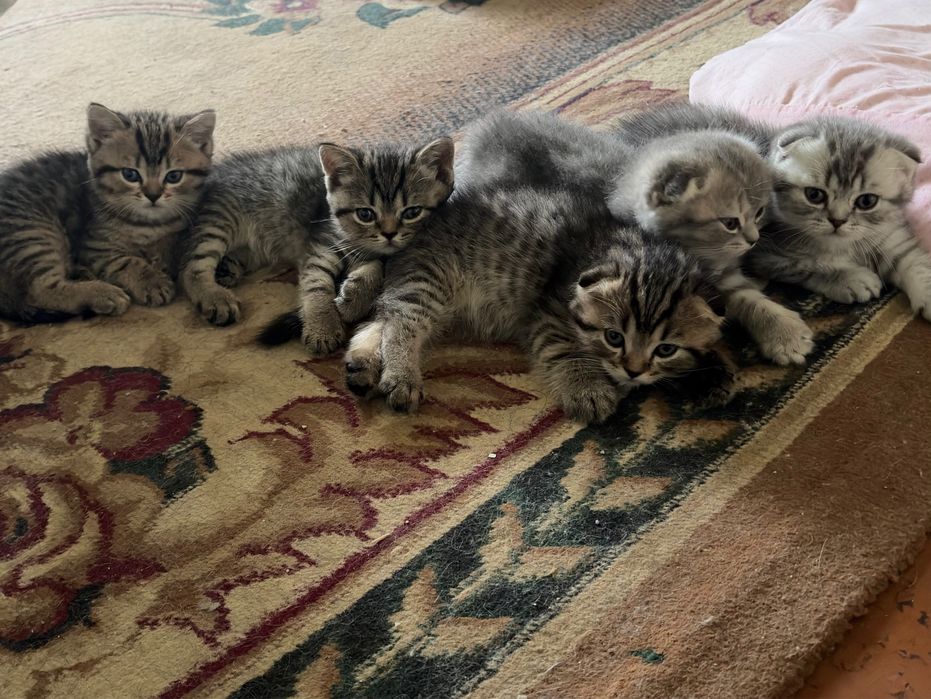 Вислоухая кошка скотиш фолд и Страйт