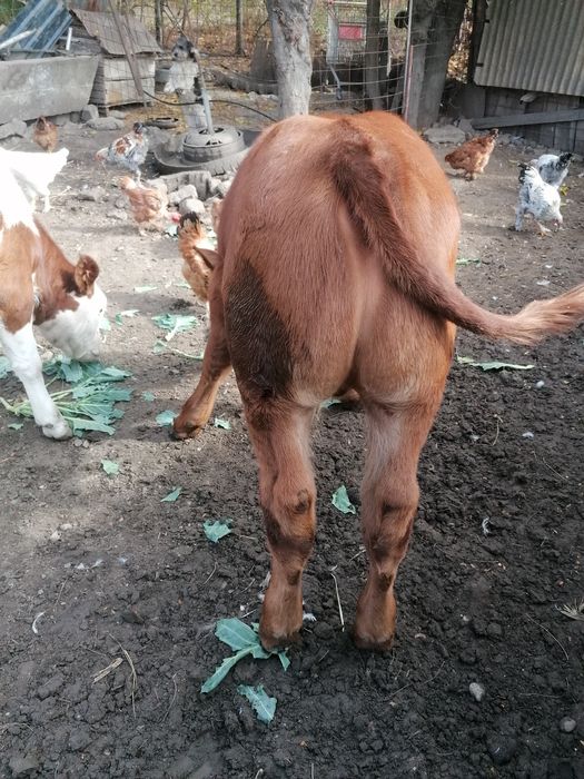 Da vânzare vițel și vita