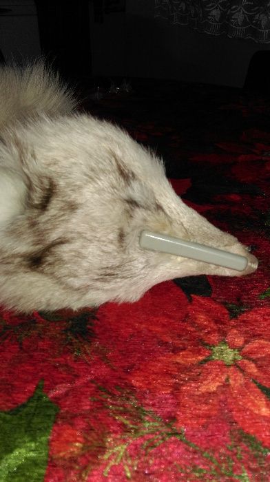 яка сребърна лисица нова