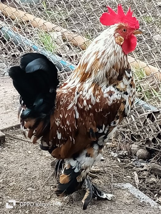 Vând cocosi araucana și american pitic