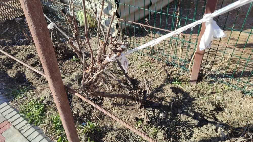 Продам саженец винного винограда