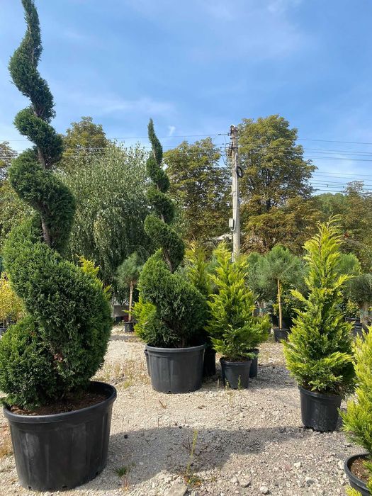 Plante ornamentale rezistente pentru curți și alei