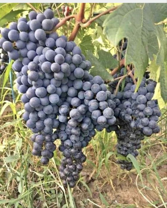 Vand struguri de vin