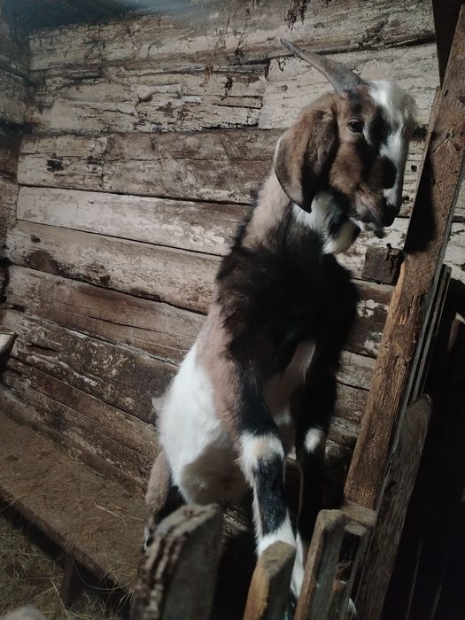 Продам козла 5 месяцев