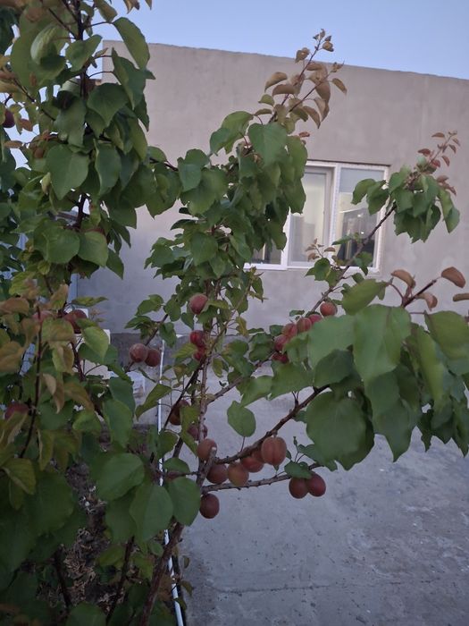 Дом обмен на квартиру