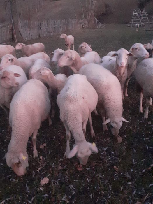 Oi de vânzare metis lacaune cu ile de france