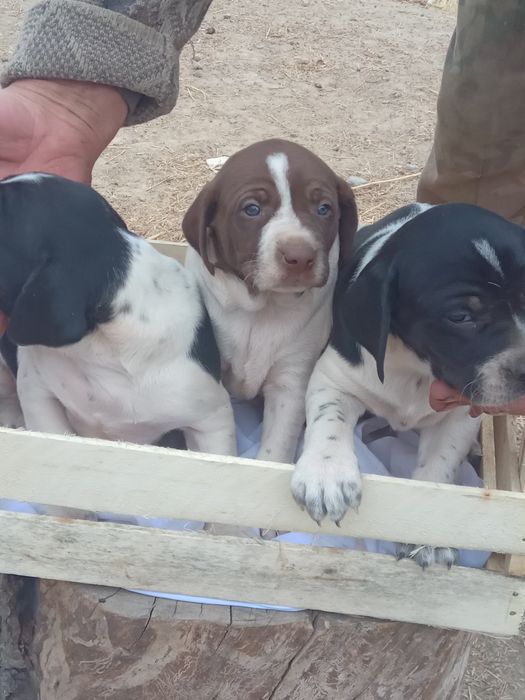 Продаются щенки поинтер кобели