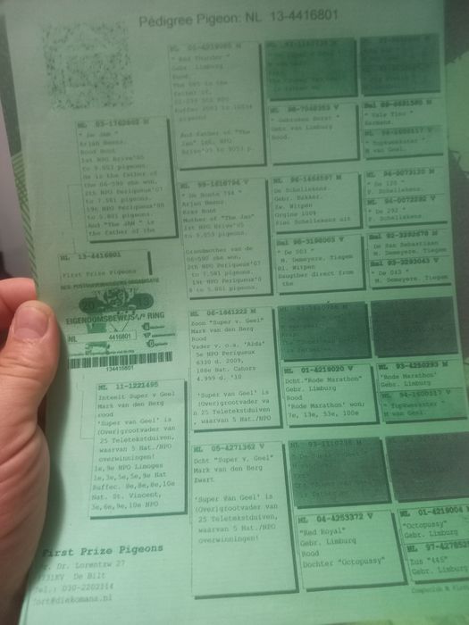 Pui voiajori tardivi