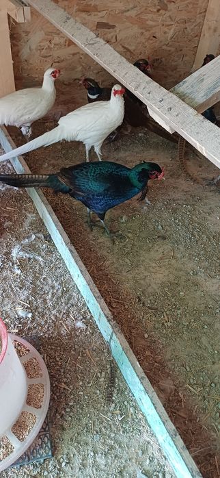 Pereche fazan tenebros