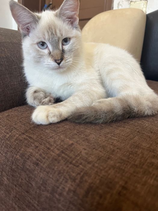 7 месячные котята ищут дом!!