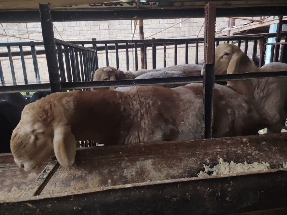 Qo'chqorlar sotiladi. Qirg'iz qo'chqor