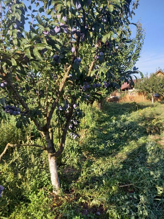 Prune pentru compot și dulceață