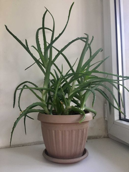 Лекарственное растение Алое