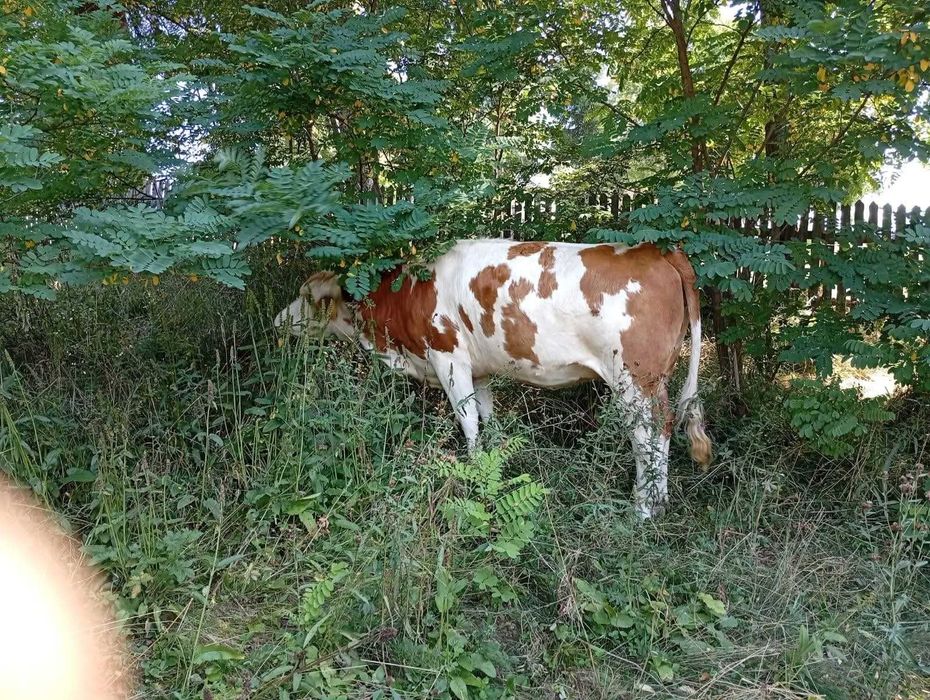 Vaca tânără cu lapte la prima fătare de vânzare