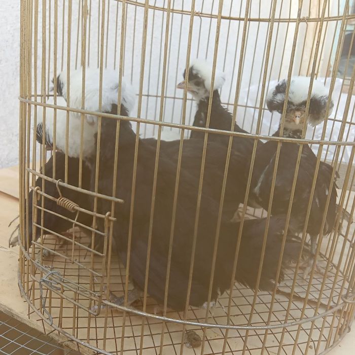 Жожалари 1 ойлик бобколди