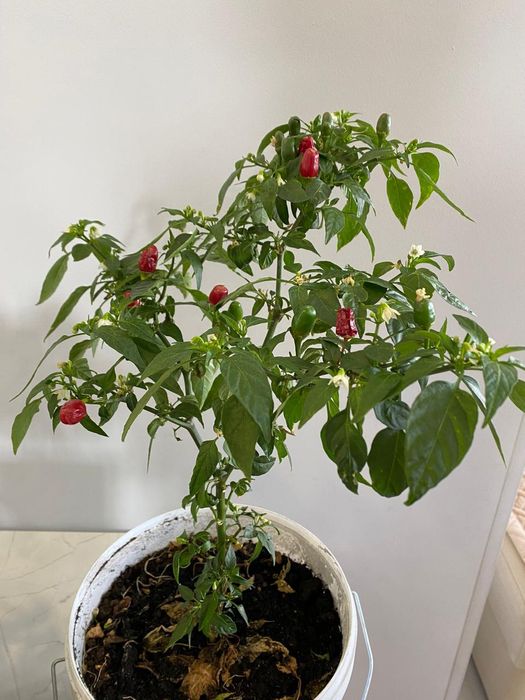 Декоративный - съедобный перец.