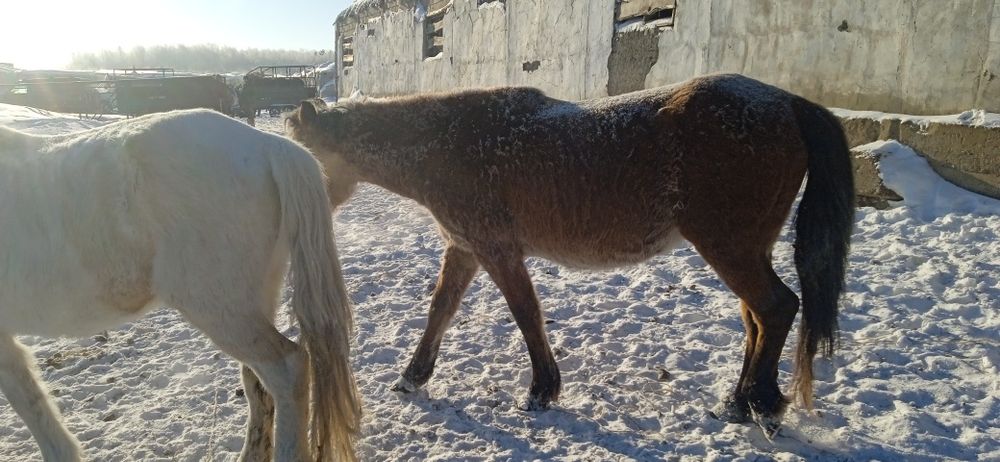 Продам кобылу жеребую