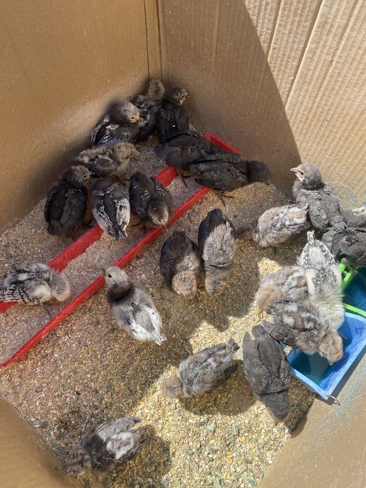 Pui brakel argintiu si lekenfelder