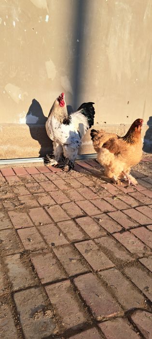 Чисто кровный породы