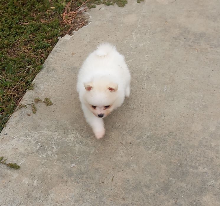 Pomeranian fetita