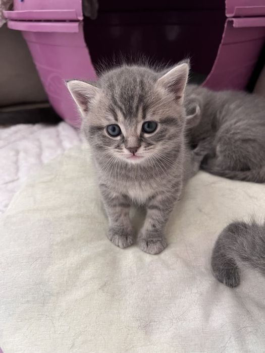 Британский котенок