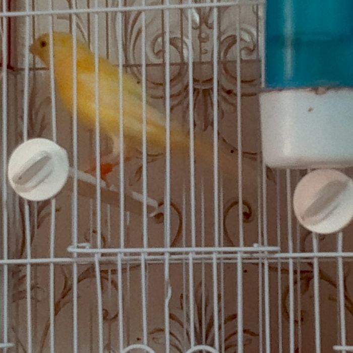 Продаются молодые канарейки самцы