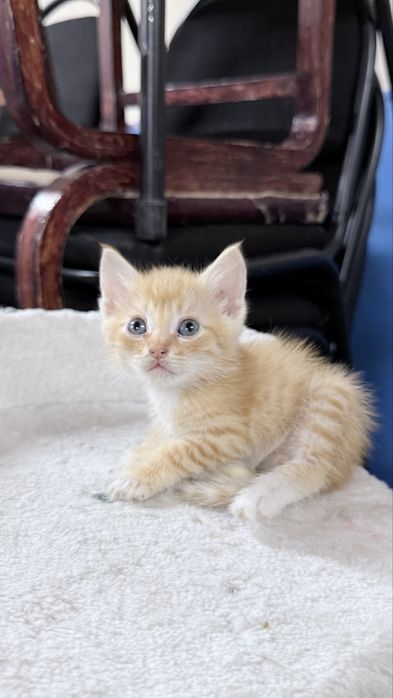 Котенок в добрые руки