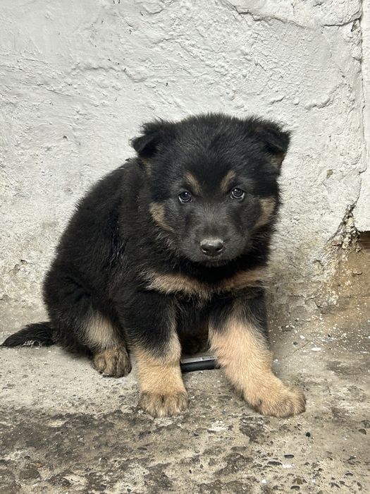 Евробейски күшік