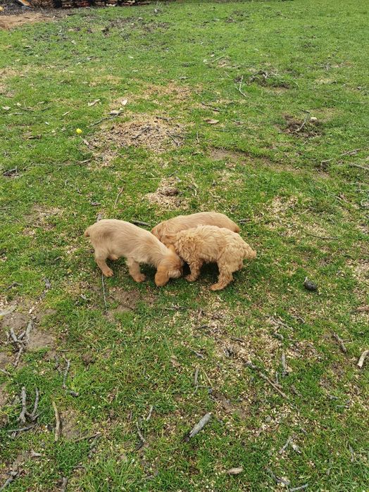 Кокери на/60 дена с 2 вексини и паспорт