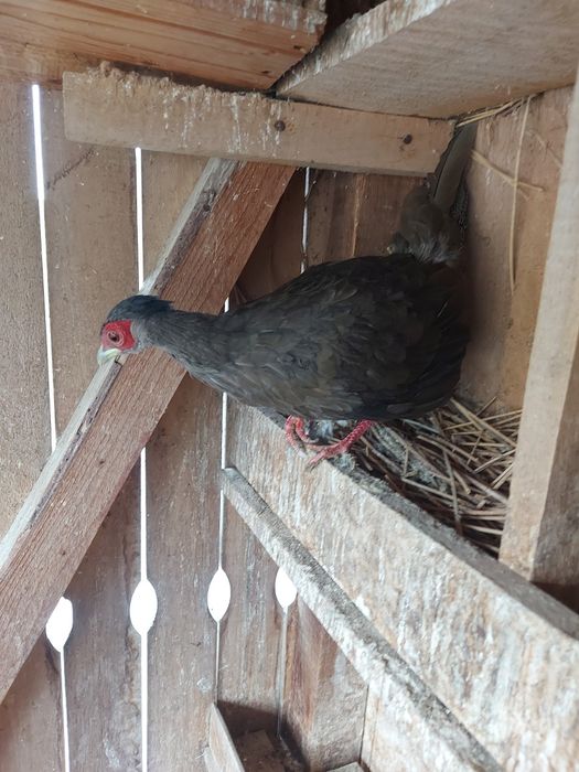 Fazani argintii  de vanzare